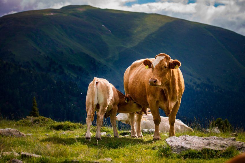 Federación Asturiana de Parroquias Rurales